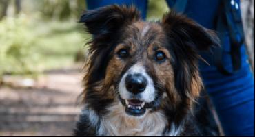 Lassie