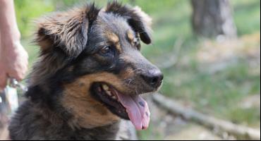 Lola