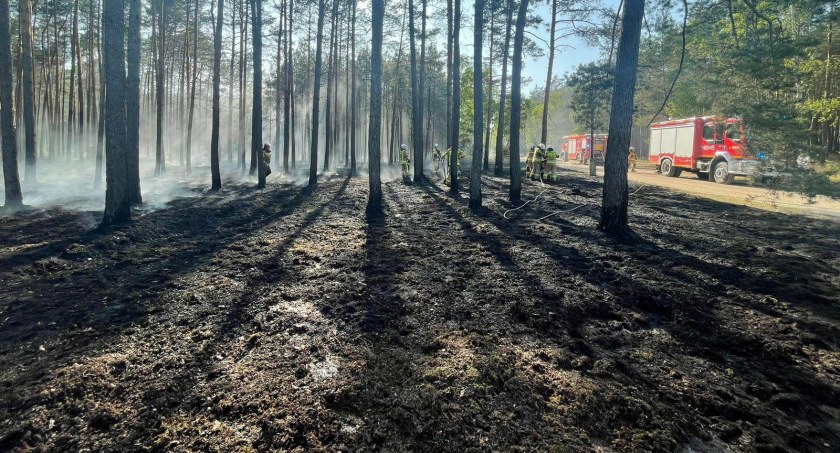 Pożar na terenie nadleśnictwa Sarbia (Fot. KP PSP Chodzież)
