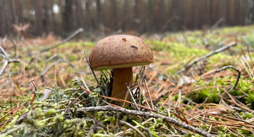 fot. zdjęcie ilustracyjne
