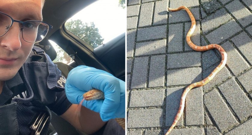 Policja szuka właściciela węża zbożowego (Fot. KPP Czarnków)