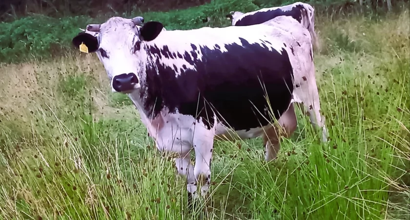 W Radolinku utrzymywane jest największe stado krów rasy Białogrzbieta w kraju (Fot. Archiwum Radosław Danilewicz)