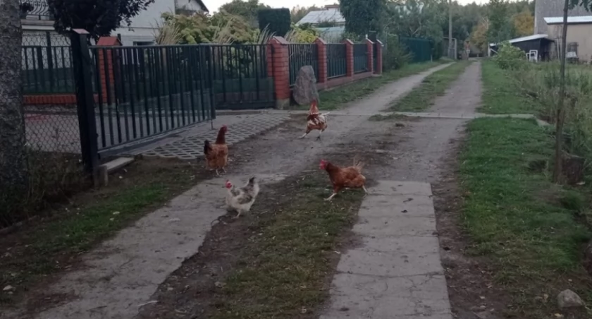 fot. KPP Złotów