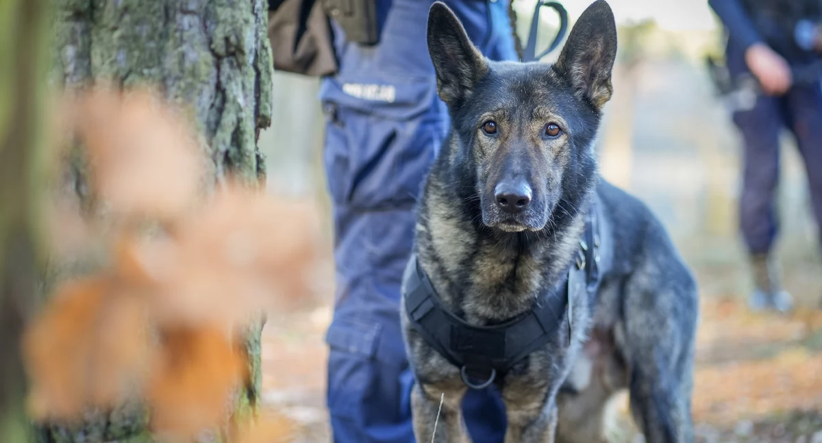 Hugo, czworonożny bohater w służbie pilskiej policji (Fot. KPP Piła)