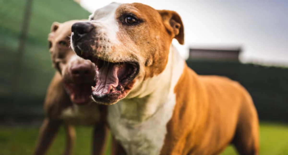 Choć amstaffy nie figurują w Polsce na liście ras uznawanych w Polsce za agresywne, to eksperci podkreślają, że psy tej rasy wymagają świadomych i odpowiedzialnych właścicieli (Fot. iStock)