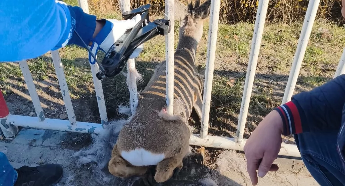Na sygnale, Nietypowa akcja ratunkowa moście Kierowcy uratowali sarnę - zdjęcie, fotografia