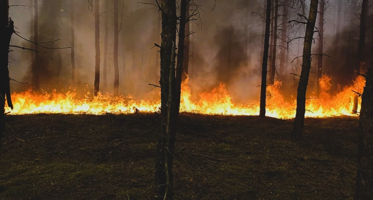 W pożarze w Biernatowie spłonęło 18 hektarów lasu (Fot. KW PSP, OSP Biała, OSP Lubasz, OSP Kaczory)