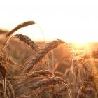 cereal-3618612_1920