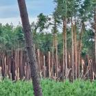 fot. RDLP Piła