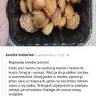 pestki