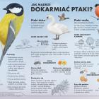 jak-madrze-dokarmiac-ptaki