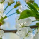 Cherry blossom close-up on a blue sky background.