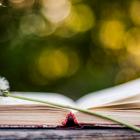 Poetry book. Summer background