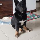 lili