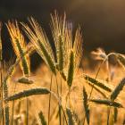 barley-ge71a8e32b_1920
