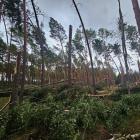 fot. RDLP Piła