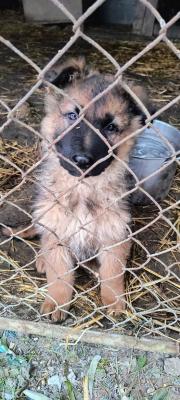 Piła zwierzęta do oddania - psy i koty do adopcji ze schroniska  | pilaonline.pl