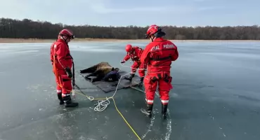 Strażacy uratowali żubra z lodowej pułapki