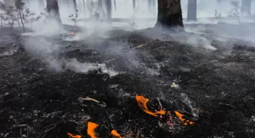 Podpalacze i susza robią swoje. Seria pożarów w pilskich lasach